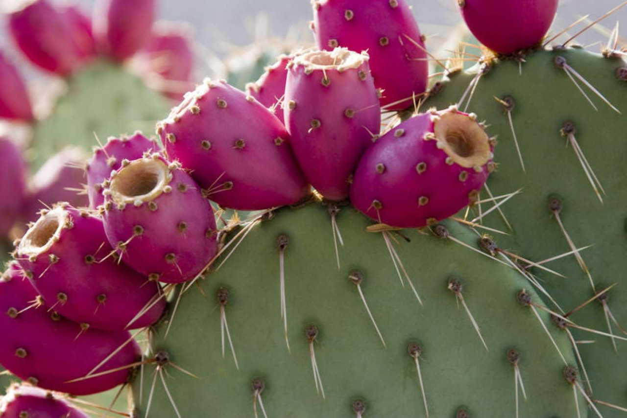 Evə şanssızlıq və bədbəxtlik gətirən O BİTKİ&nbsp;