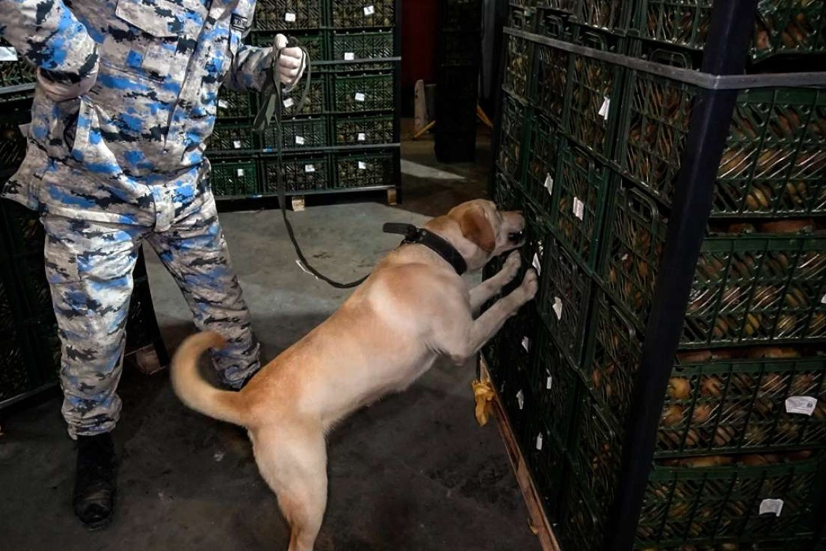 \"Kivi\" yükündə külli miqdarda narkotik vasitə aşkarlanıb&nbsp;