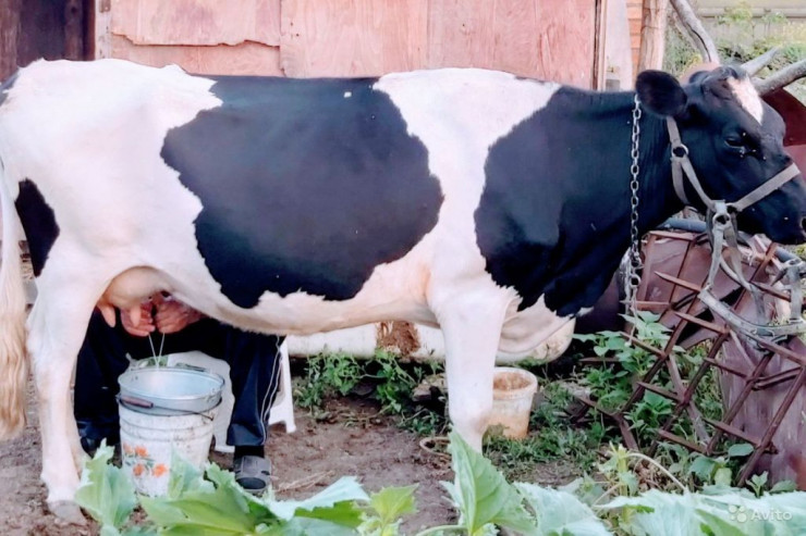 İnək südü necə hazırlayır?&nbsp; &nbsp; —&nbsp; &nbsp; MARAQLI FAKT