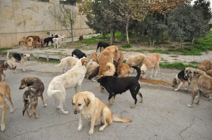 Yüzlərlə heyvan sığınacaqdan çıxarıldı: “Bu qədər iti hara aparım?!” – VİDEO
