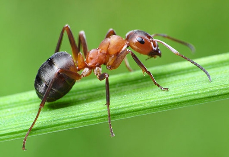 Qarışqalar haqqında bu fakt sizi çox təəccübləndirəcək