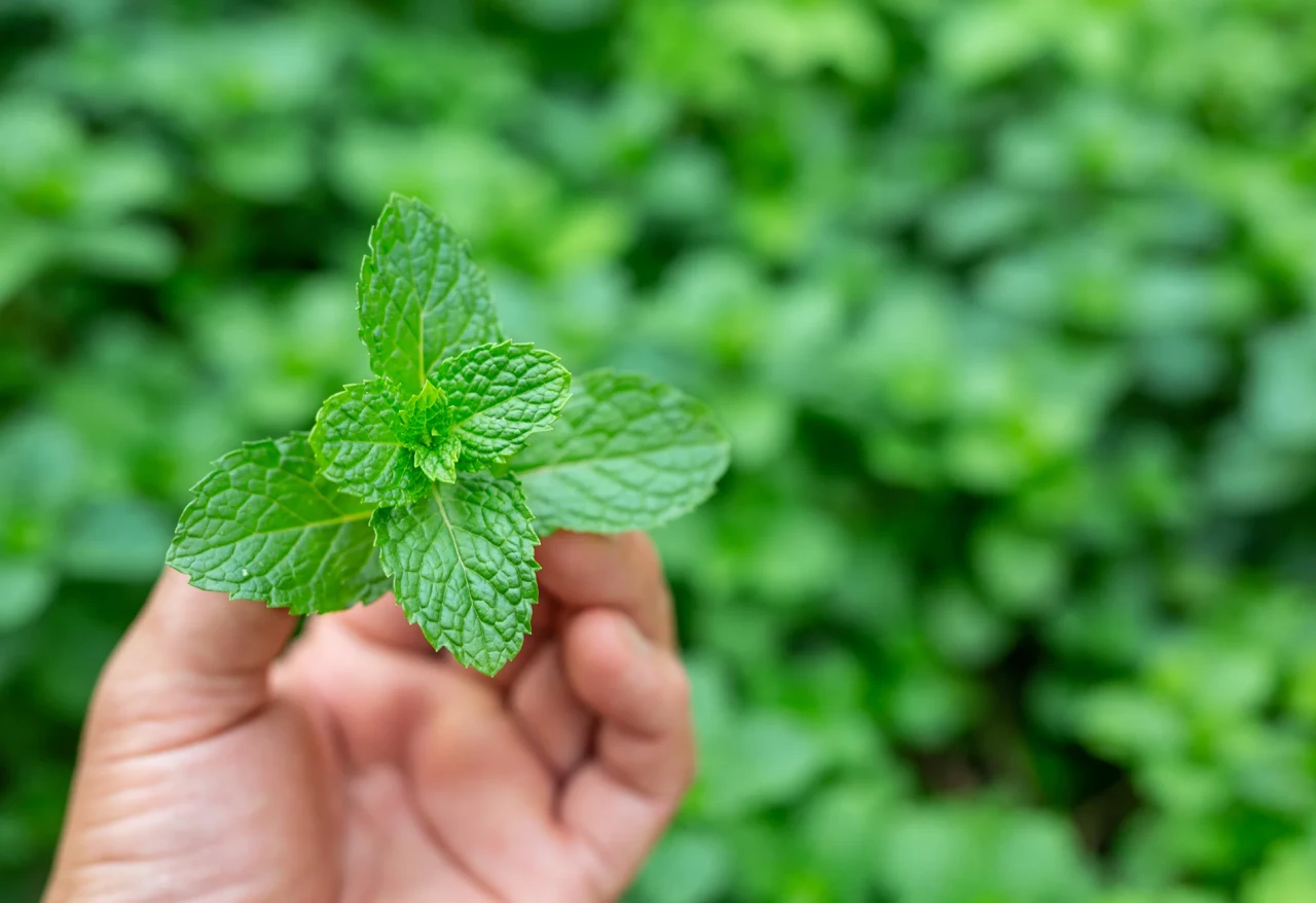 Hər gün yarpızla çay için - Görün,nələrə dərman İMİŞ