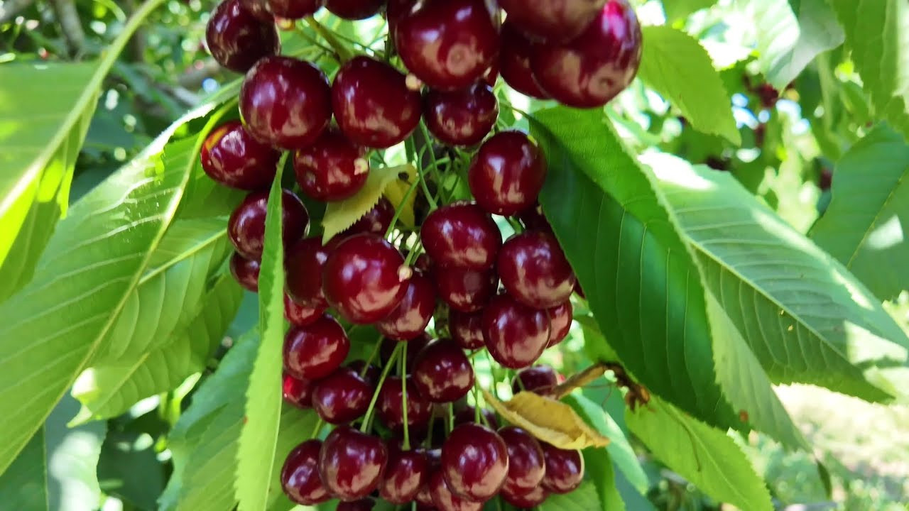 Bakıda telefon qiymətinə gilas satılır — FOTO 