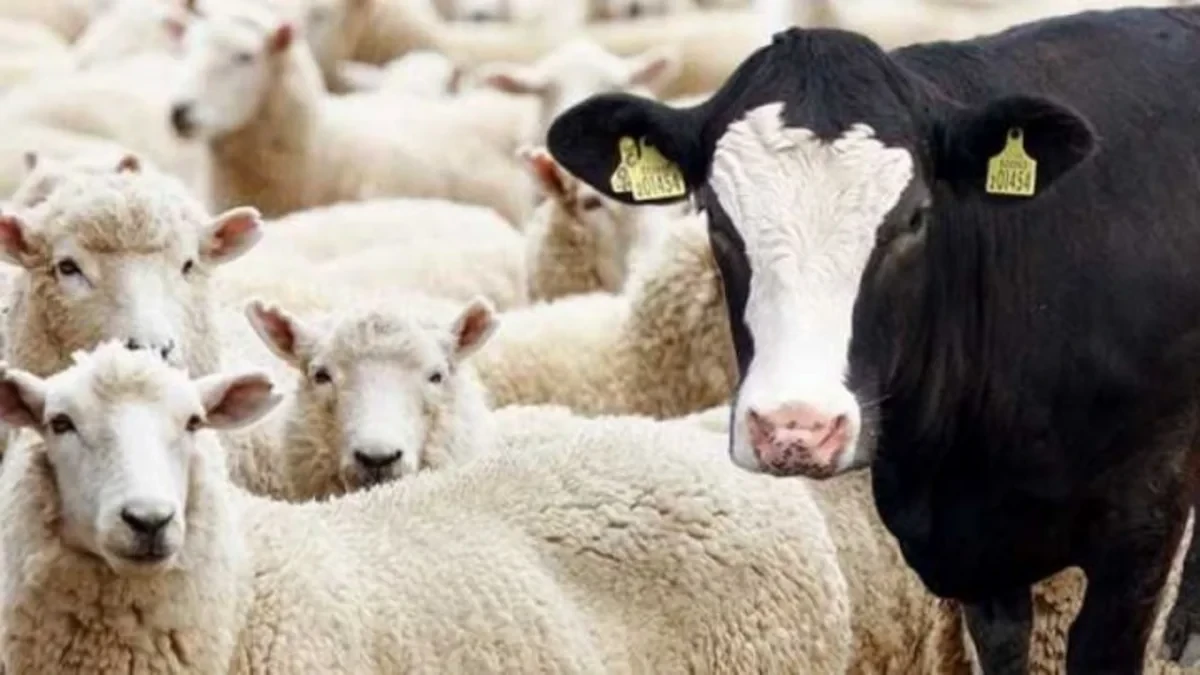 Dövlət Məşğulluq Agentliyinin inəkləri hara yoxa çıxıb?   —  Vətəndaşlar qurumdan ŞİKAYƏTÇİDİR