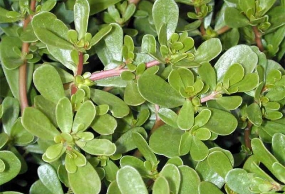 Pərpətöyünün inanılmaz&nbsp; FAYDALARI AÇIQLANDI