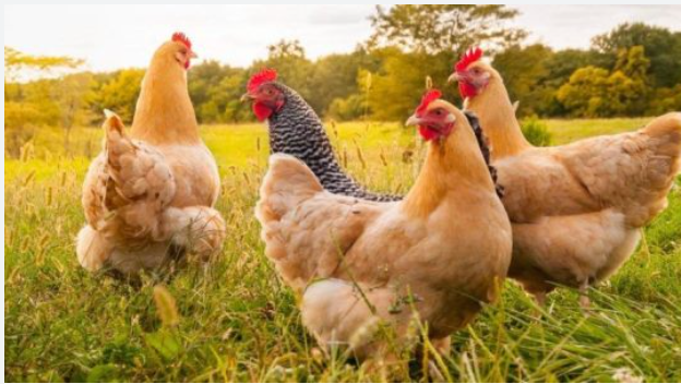 Toy karvanı fermanın yanından keçdi, 140 toyuq öldü&nbsp;