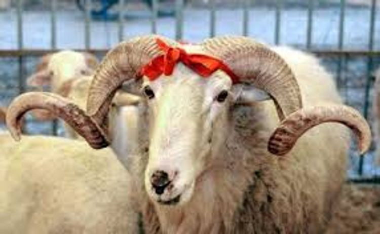 Bu şəxslərin qurbanı qəbul olunmur — Haram sayılan məqamlar