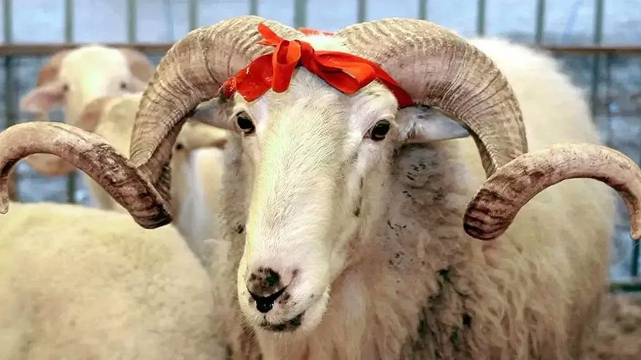 Hansı heyvanlardan qurban kəsilə bilər? – Din xadimindən açıqlama&nbsp;&nbsp;
