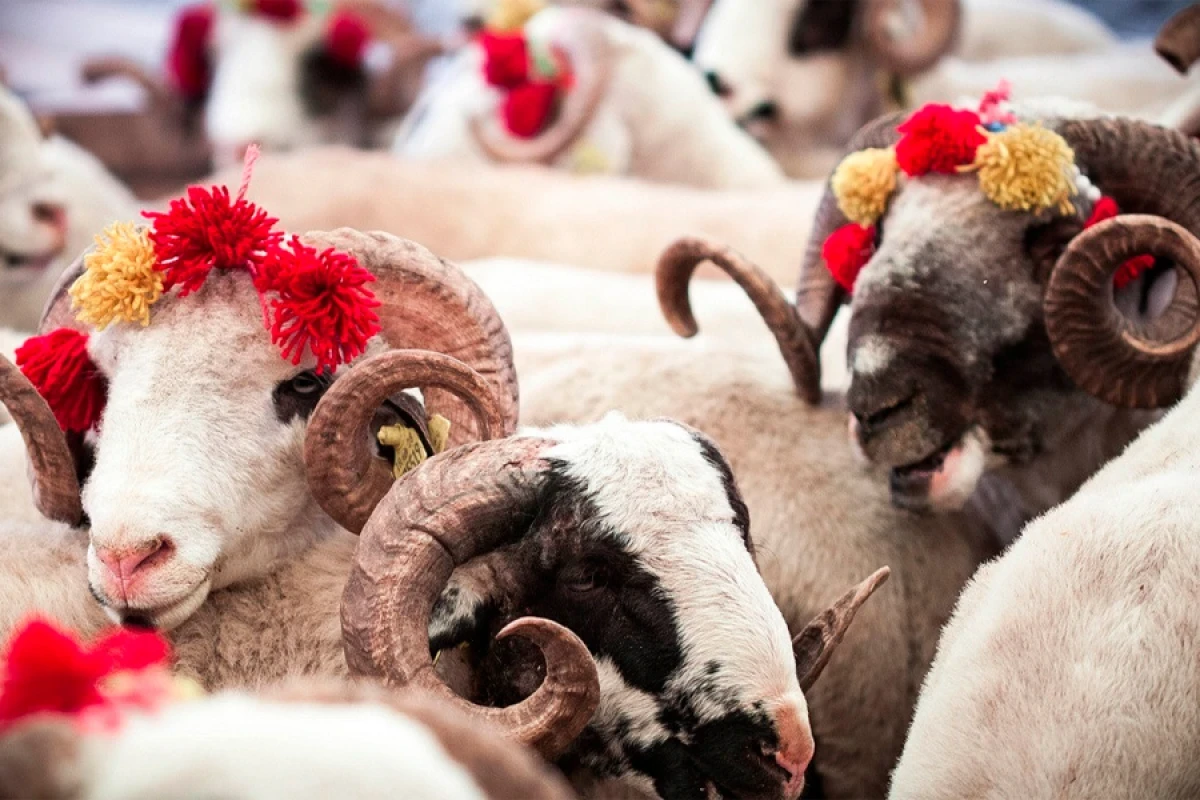 Vəfat etmiş şəxsin adına qurban kəsilə bilərmi? – AÇIQLAMA  