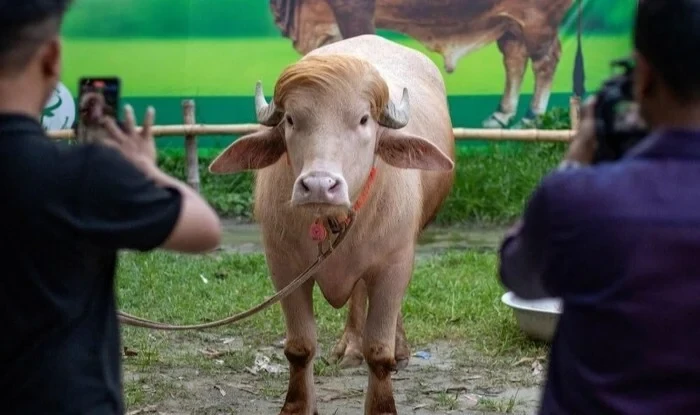 \"Donald Tramp\"ı qurban kəsmək istədilər, lakin... 