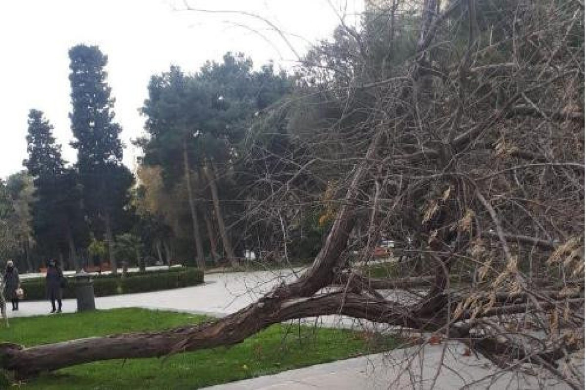 Ağaclar sındı