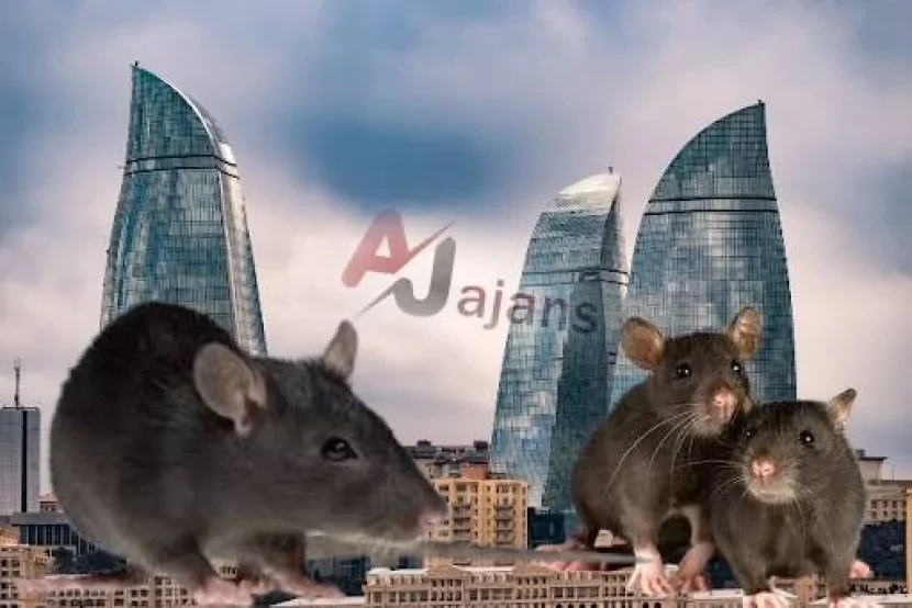 Azərbaycana çoxlu sayda SİÇAN-SİÇOVUL GƏTİRİLİR 