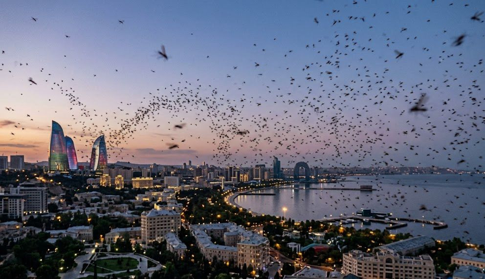 Bakı sakinləri təşvişdə: yayılan bu sirli həşərat nədir?&nbsp;