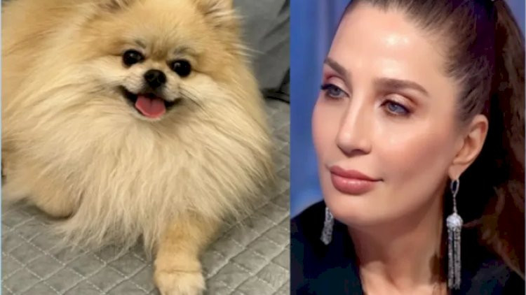 Əməkdar artist itini axtarır&nbsp;