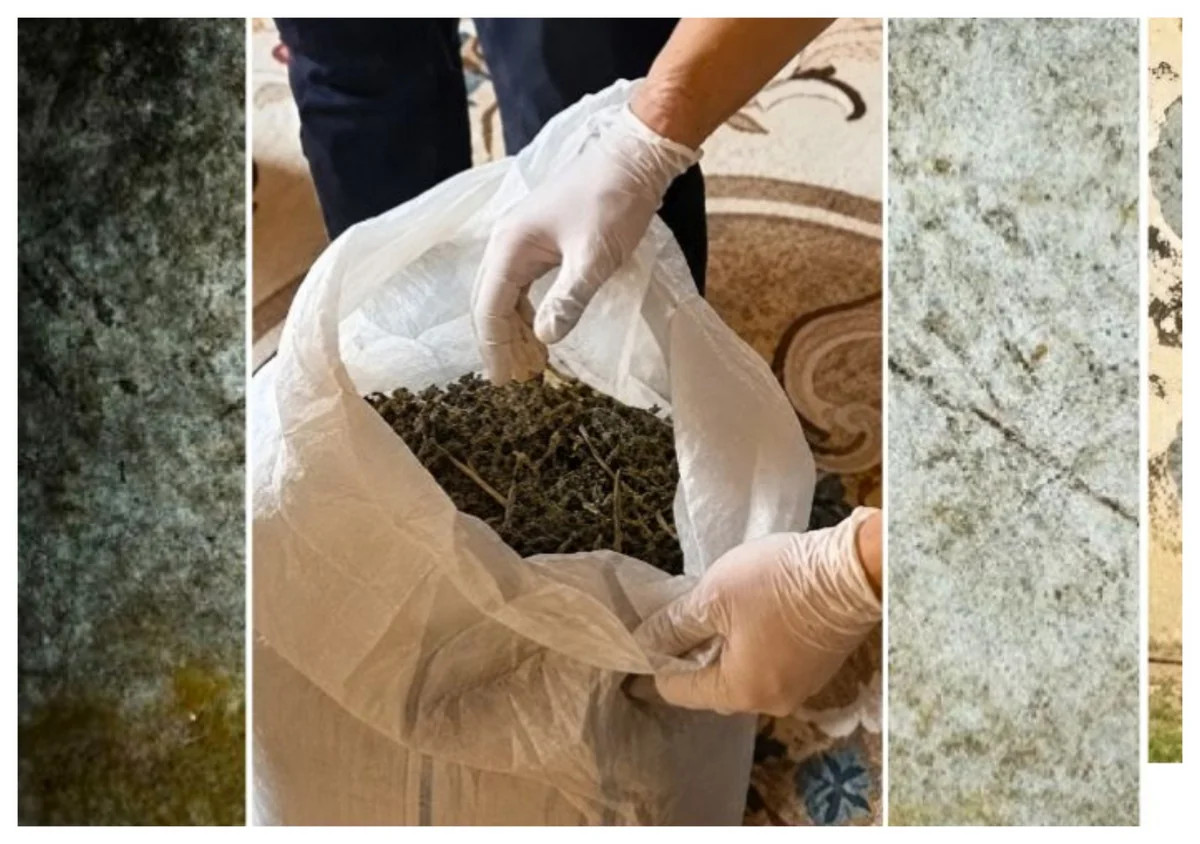 Ağcabədidə 7 kiloqramdan artıq marixuana aşkarlanıb&nbsp;