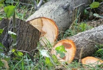 Əkin torpaqlarında ağacların kəsilməsi qaydası dəyişdi