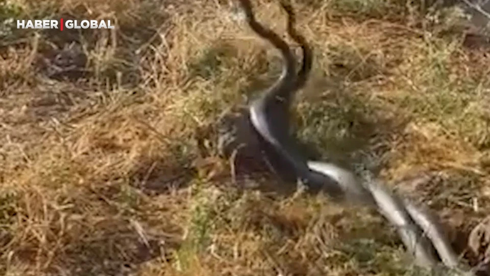 İsti hava nəhəng ilanları ÜZƏ ÇIXARDI