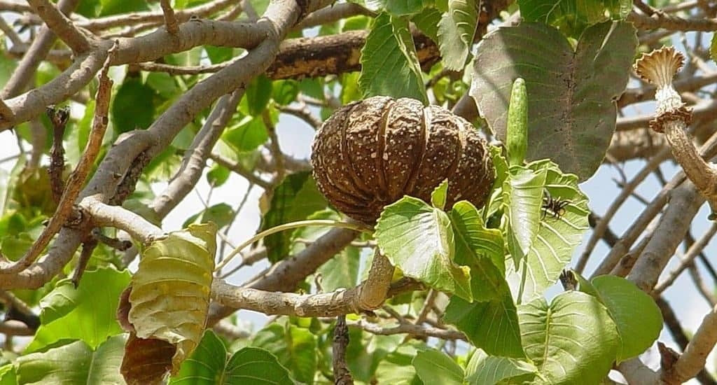 Təbiətin “canlı bombası”: Meyvəsi qəfil partlayan ağac&nbsp;&nbsp;