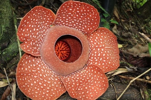 Rafflesia niyə çürümüş ət qoxusu verir? Nəhəng çiçək haqqında maraqlı FAKTLAR&nbsp; &nbsp;
