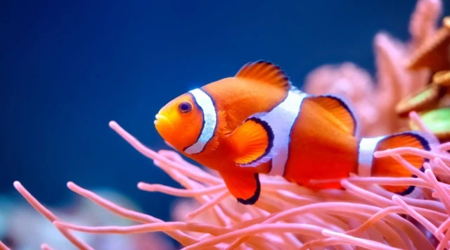 Nemo balıqlarının təbiətdəki inanılmaz qaydası&nbsp;&nbsp;