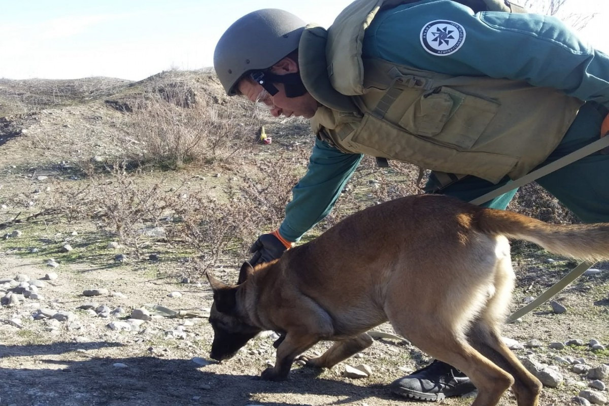 Son beş ildə ANAMA-ya 60-dan çox minaaxtaran it bağışlanılıb&nbsp;