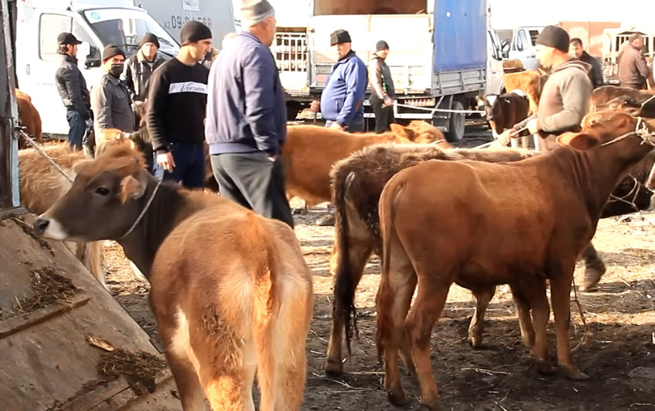 Mal bazarında şok fırıldaq: Aldığı inəyə görün nə etdilər&nbsp; &nbsp;— VİDEO
