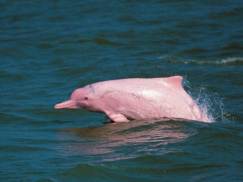 Nadir çəhrayı delfin olan Pinki yenidən üzə çıxdı
