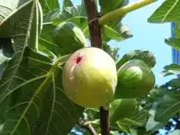 Qadın sağlamlığı və həzm sistemi üçün ƏNCİRİN FAYDALARI&nbsp;&nbsp;