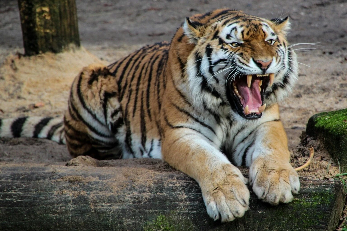 Zooparkda pələng kişiyə hücum etdi - Hadisə yerindən VİDEO