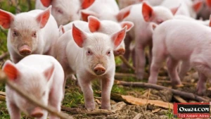 Donuz gübrəsindən istifadə edilərək yetişdirilən məhsul haIaldırmı?