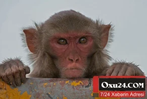 Meymun körpəni qaçırıb öldürdü