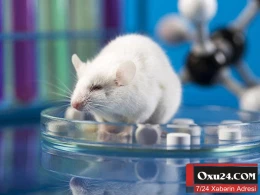 İnsan beyni siçana köçürüldü