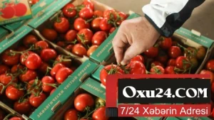 Türkiyə pomidorları Rusiyaya qayıdır
