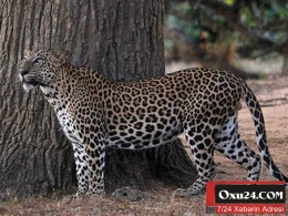 Leopard polisin üç yaşlı körpəsini yedi - Dəhşətli hadisə