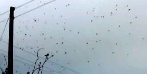 Azərbaycanda şok! Göydən görün nə yağdı +VİDEO