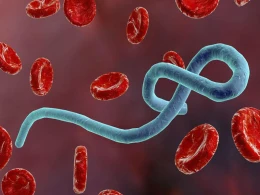 Ölümcül virus qayıtdı - 26 ölü - FOTO