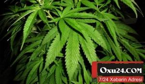 Marixuana çəkənlər artıq həbs olunmayacaq