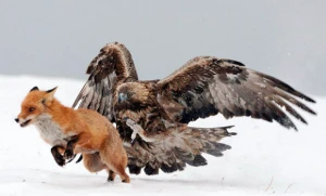Qartal və tülkünün dovşan üstündə mübarizəsi — VİDEO