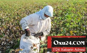 Daha bir rayonda pambıq sahəsində zəhərlənmə - 24 nəfər xəstəxanaya aparıldı, aralarında azyaşlılar da var