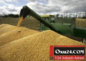 Çörəyin qiymətini artıran TONLAR - Azərbaycana ildə 3 milyon taxıl lazımdır