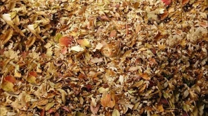 Yarpaqların arasında gizlənən heyvanı tapdınızmı? - MARAQLI