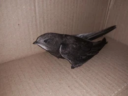 Bakının mərkəzində nadir quş tapıldı