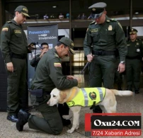 Bu iti öldürənə 70 min dollar veriləcək – FOTO