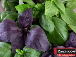 Reyhanın bu günə qədər bilmədiyimiz MÖCÜZƏVİ FAYDALARI