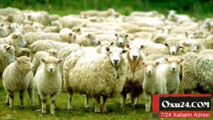 Qurbanlıq heyvan seçərkən nələrə diqqət olunmalıdır?