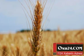 Gürcüstan Ermənistana buğda idxalına qadağa qoydu