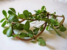 Ürəyi qoruyur, xərçəngin qarşısını alır...- ŞƏFALI BİTKİNİN 10 FAYDASI