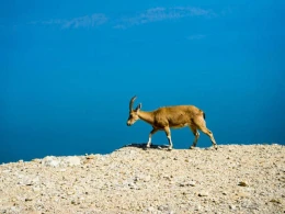 Niyə keçilər sidiklərini başlarına sürtürlər? - MARAQLI FAKTLAR