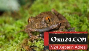 Rusiya Çinə diri qurbağa göndərəcək