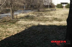 Fotoda gizlənmiş əsgəri görürsünüzmü? - MARAQLI TEST